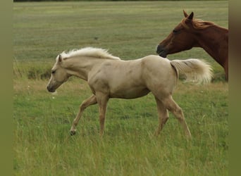 American Quarter Horse, Stute, Fohlen (03/2025), 148 cm, Palomino
