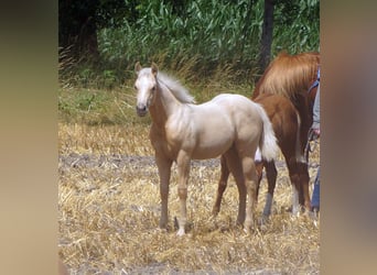 American Quarter Horse, Stute, Fohlen (03/2025), 148 cm, Palomino