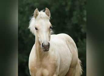 American Quarter Horse, Stute, Fohlen (03/2025), 148 cm, Palomino