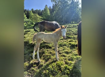 American Quarter Horse, Stute, Fohlen (04/2026), 148 cm, Red Dun