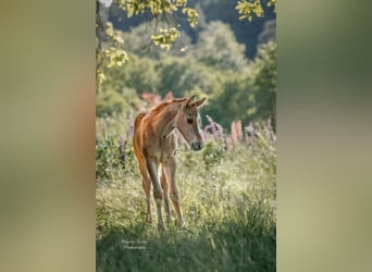 American Quarter Horse, Stute, Fohlen (05/2023), 148 cm, Red Dun