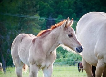 American Quarter Horse, Stute, Fohlen (05/2023), 148 cm, Red Dun