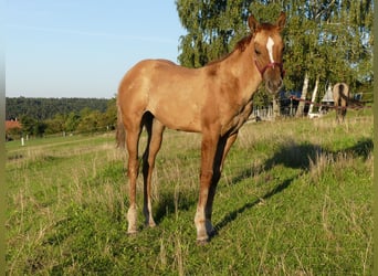 American Quarter Horse, Stute, Fohlen (05/2023), 148 cm, Red Dun