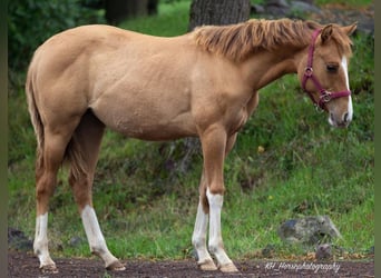 American Quarter Horse, Stute, Fohlen (01/2023), 148 cm, Red Dun