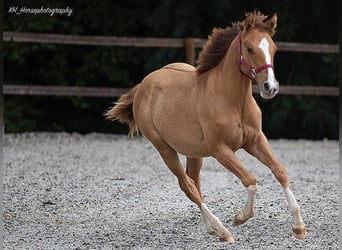 American Quarter Horse, Stute, Fohlen (01/2023), 148 cm, Red Dun