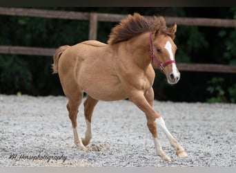 American Quarter Horse, Stute, Fohlen (01/2023), 148 cm, Red Dun