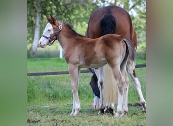 American Quarter Horse, Stute, Fohlen (04/2024), 149 cm, Overo-alle-Farben