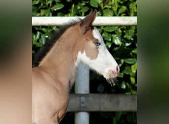 American Quarter Horse, Stute, Fohlen (04/2024), 149 cm, Overo-alle-Farben
