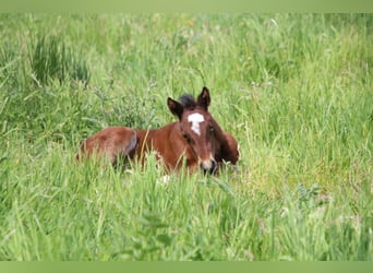 American Quarter Horse, Stute, Fohlen (04/2026), 150 cm, Brauner