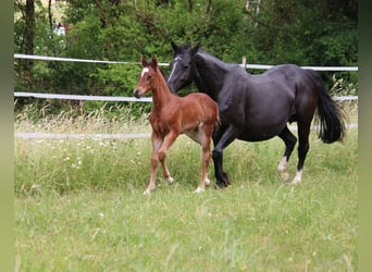 American Quarter Horse, Stute, Fohlen (04/2026), 150 cm, Brauner