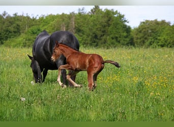 American Quarter Horse, Stute, Fohlen (04/2026), 150 cm, Brauner