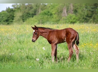 American Quarter Horse, Stute, Fohlen (04/2026), 150 cm, Brauner