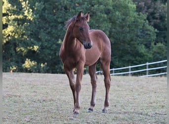 American Quarter Horse, Stute, Fohlen (05/2026), 150 cm, Brauner
