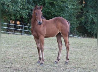 American Quarter Horse, Stute, Fohlen (04/2026), 150 cm, Brauner