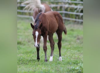 American Quarter Horse, Stute, Fohlen (05/2025), 150 cm, Brauner