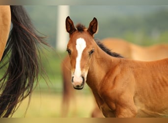 American Quarter Horse, Stute, Fohlen (05/2025), 150 cm, Brauner