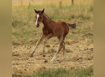 American Quarter Horse, Stute, Fohlen (05/2025), 150 cm, Brauner