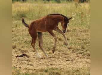 American Quarter Horse, Stute, Fohlen (05/2025), 150 cm, Brauner