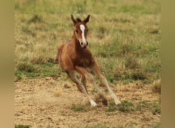 American Quarter Horse, Stute, Fohlen (05/2025), 150 cm, Brauner