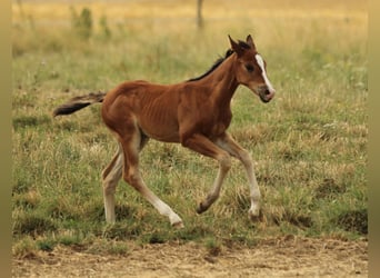 American Quarter Horse, Stute, Fohlen (05/2025), 150 cm, Brauner