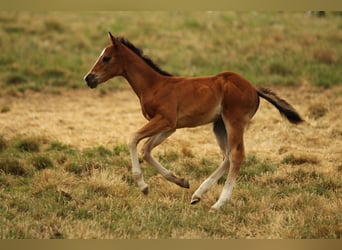 American Quarter Horse, Stute, Fohlen (05/2025), 150 cm, Brauner