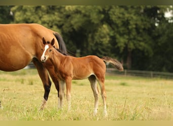 American Quarter Horse, Stute, Fohlen (05/2025), 150 cm, Brauner