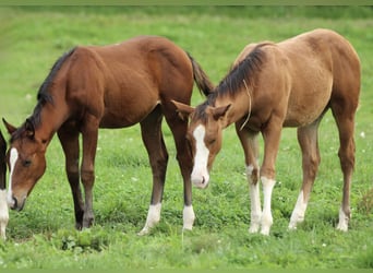 American Quarter Horse, Stute, Fohlen (05/2025), 150 cm, Brauner