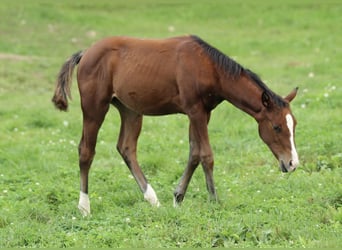 American Quarter Horse, Stute, Fohlen (05/2025), 150 cm, Brauner