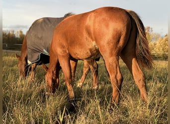 American Quarter Horse, Stute, Fohlen (03/2025), 150 cm, Brauner