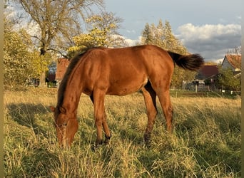 American Quarter Horse, Stute, Fohlen (03/2025), 150 cm, Brauner