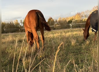 American Quarter Horse, Stute, Fohlen (03/2025), 150 cm, Brauner