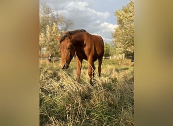 American Quarter Horse, Stute, Fohlen (03/2025), 150 cm, Brauner