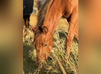 American Quarter Horse, Stute, Fohlen (03/2025), 150 cm, Brauner