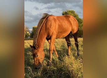 American Quarter Horse, Stute, Fohlen (03/2025), 150 cm, Brauner