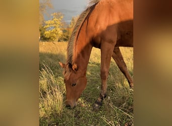 American Quarter Horse, Stute, Fohlen (03/2025), 150 cm, Brauner
