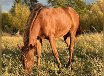 American Quarter Horse, Stute, Fohlen (03/2025), 150 cm, Brauner