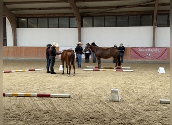 American Quarter Horse, Stute, Fohlen (03/2025), 150 cm, Brauner