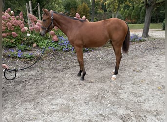 American Quarter Horse, Stute, Fohlen (03/2025), 150 cm, Brauner