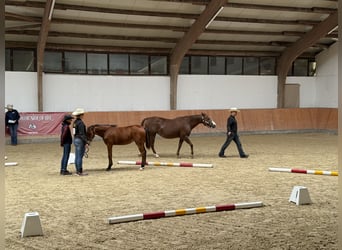 American Quarter Horse, Stute, Fohlen (03/2025), 150 cm, Brauner