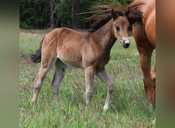 American Quarter Horse, Stute, , 150 cm, Brauner
