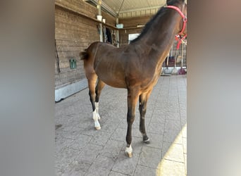 American Quarter Horse, Stute, Fohlen (04/2025), 150 cm, Buckskin
