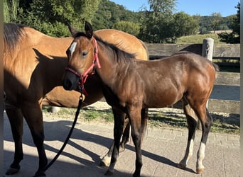 American Quarter Horse, Stute, Fohlen (04/2025), 150 cm, Buckskin