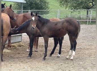 American Quarter Horse, Stute, Fohlen (04/2025), 150 cm, Buckskin
