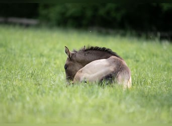 American Quarter Horse, Stute, Fohlen (03/2024), 150 cm, Buckskin