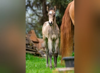 American Quarter Horse, Stute, Fohlen (03/2024), 150 cm, Buckskin