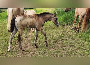 American Quarter Horse, Stute, Fohlen (03/2024), 150 cm, Buckskin