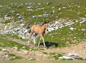 American Quarter Horse, Stute, Fohlen (05/2026), 150 cm, Buckskin