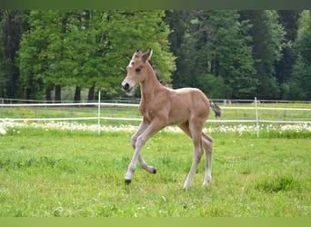 American Quarter Horse, Stute, Fohlen (05/2026), 150 cm, Buckskin