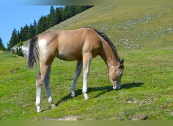 American Quarter Horse, Stute, Fohlen (05/2026), 150 cm, Buckskin