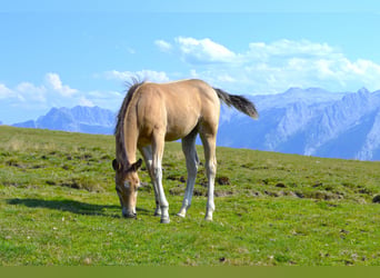 American Quarter Horse, Stute, Fohlen (05/2026), 150 cm, Buckskin